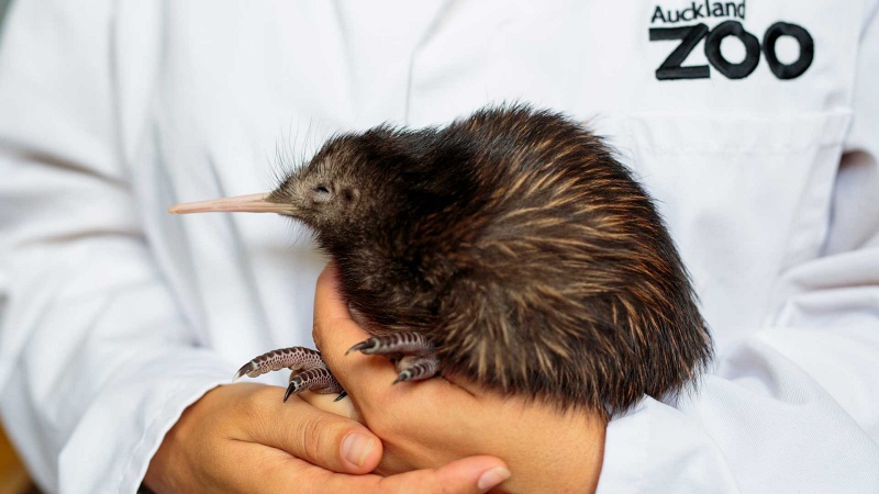 Auckland Zoo kiwi chick miharo - web